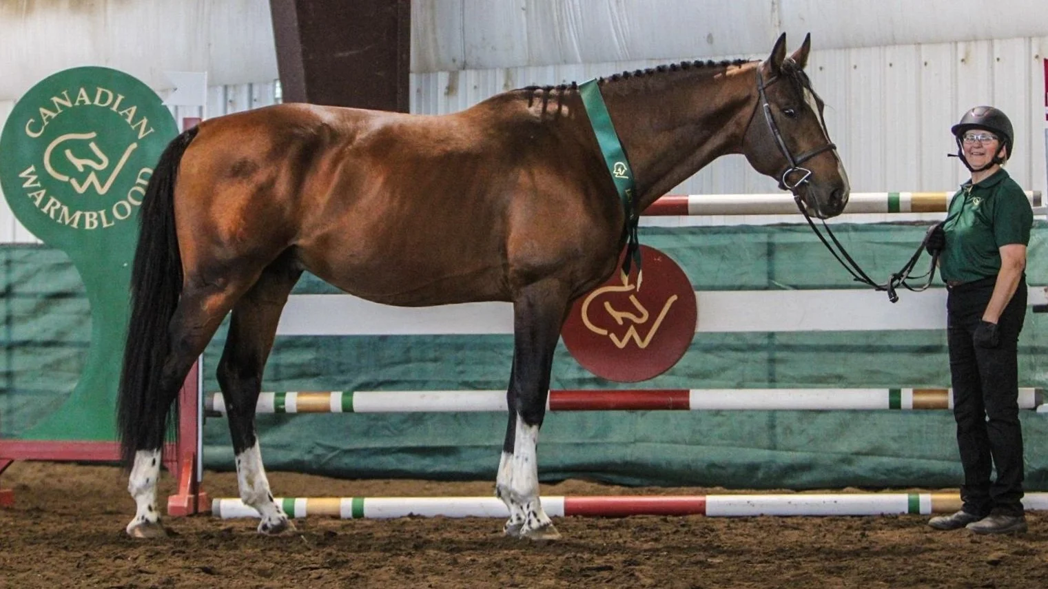 Ulterra Hush | Discover Top Jumping Bloodlines — Ulterra Equestrian